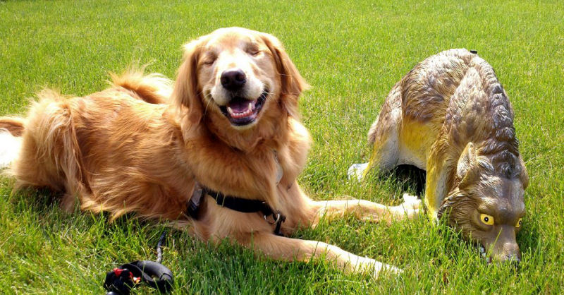 Conheça Dutchess, uma adorável cadela cega que ajuda na terapia de autistas 22