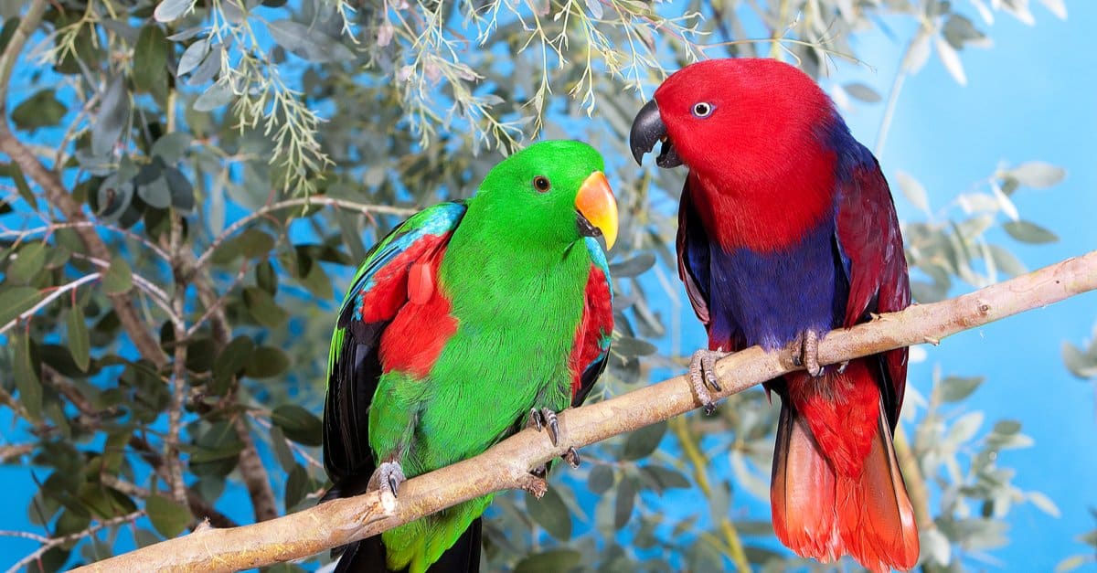 O papagaio-eclectus  inacreditavelmente lindo