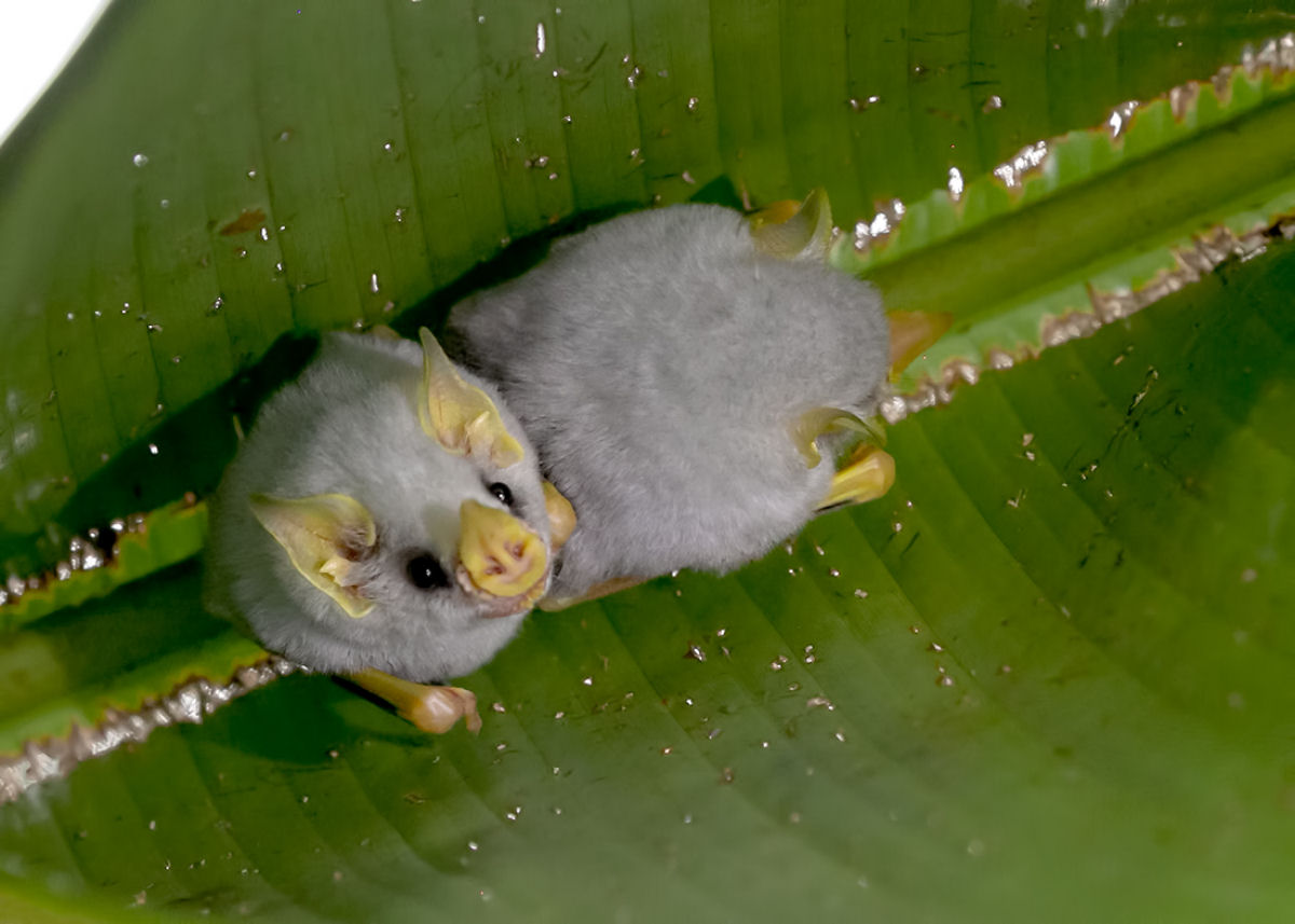 O morcego-branco-hondurenho  uma contradio completa com o esteretipo de morcego