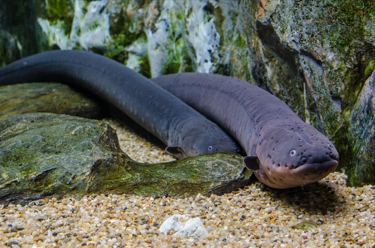 Como os peixes elétricos produzem eletricidade?