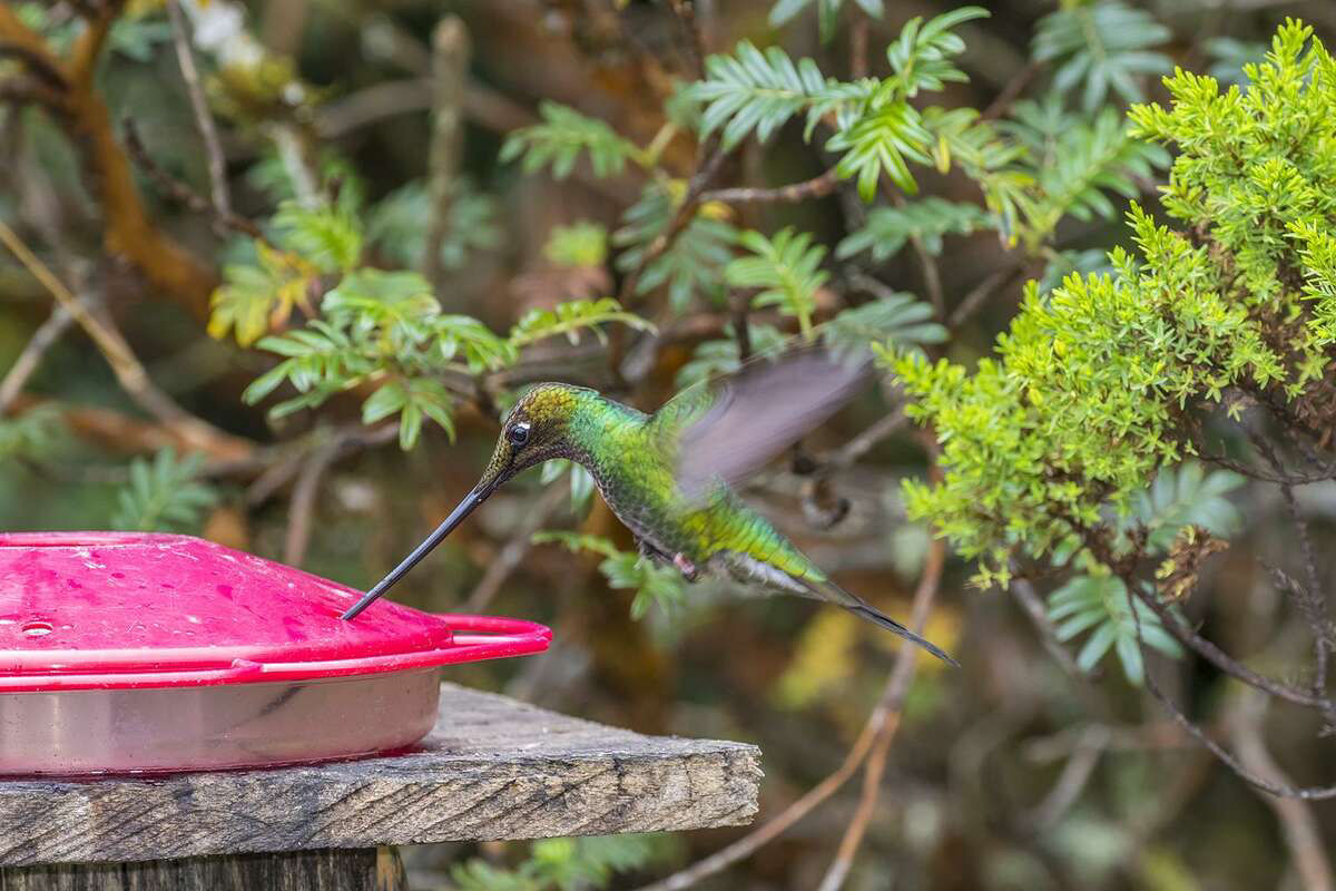 O beija-flor-bico-de-espada tem proporcionalmente o maior bico entre as aves