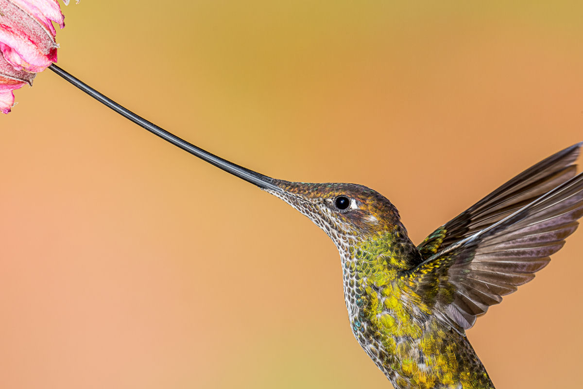 O beija-flor-bico-de-espada tem proporcionalmente o maior bico entre as aves