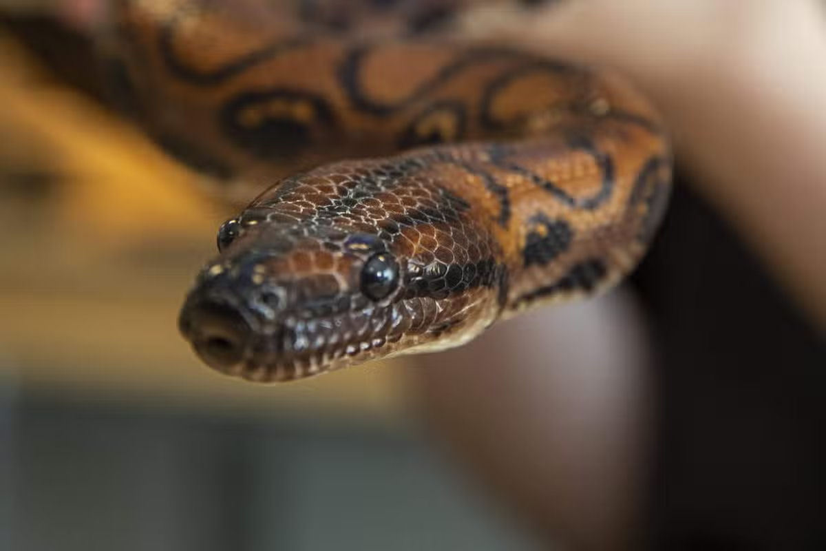 Acreditavam que 'Ronaldo', a cobra, era macho at que ela teve 14 bebs em raro nascimento virginal