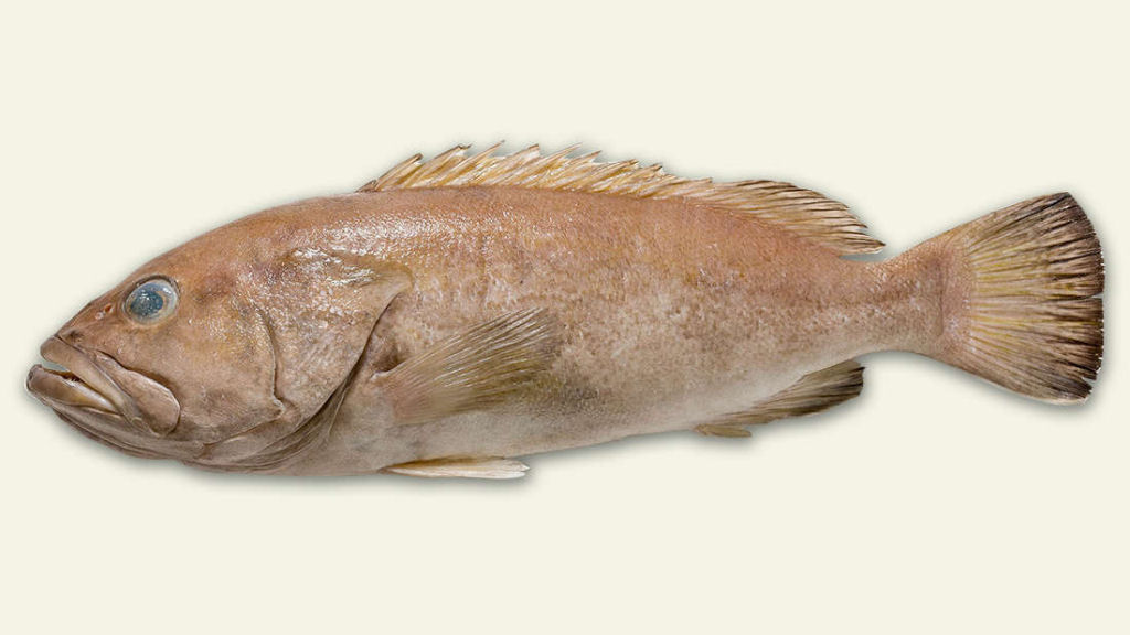 Os australianos tm estado comendo durante anos um pescado desconhecido para a cincia