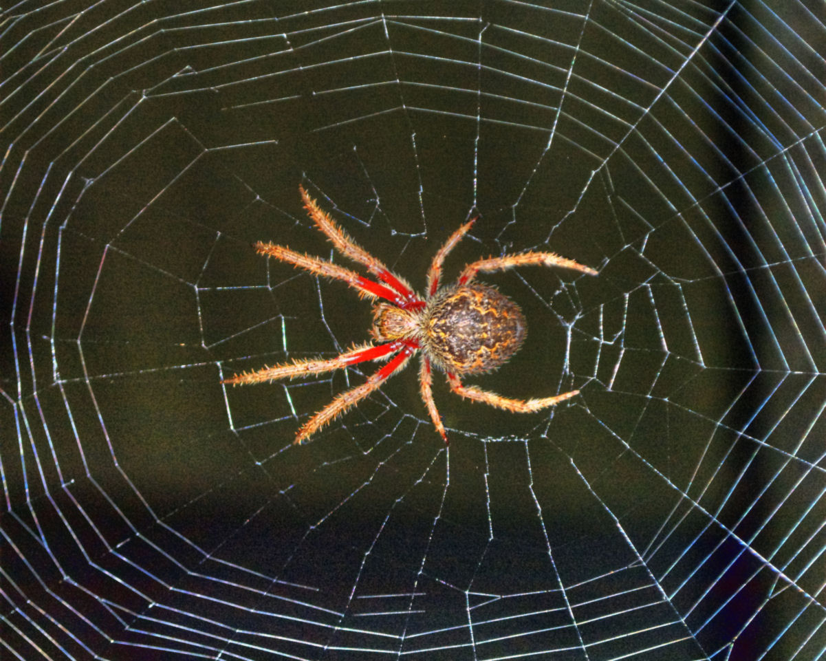 Espetacular time-lapse mostra uma aranha tecendo sua teia