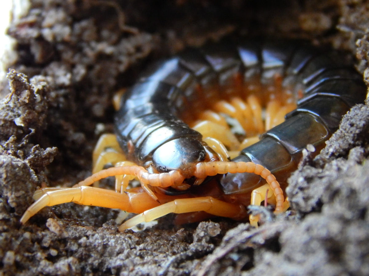  claro que a Austrlia tem lacraias gigantes venenosas