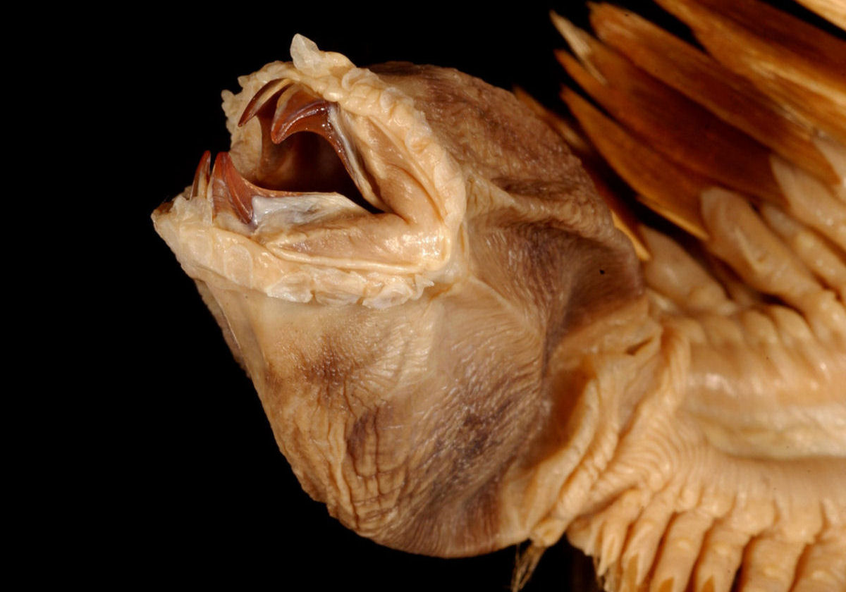 Este verme-de-escama-antrtico parece um pesadelo feito realidade
