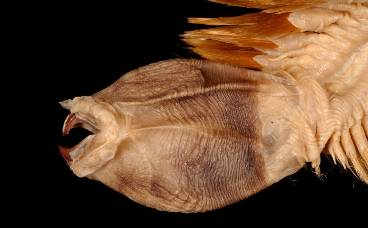Este verme-de-escama-antrtico parece um pesadelo feito realidade