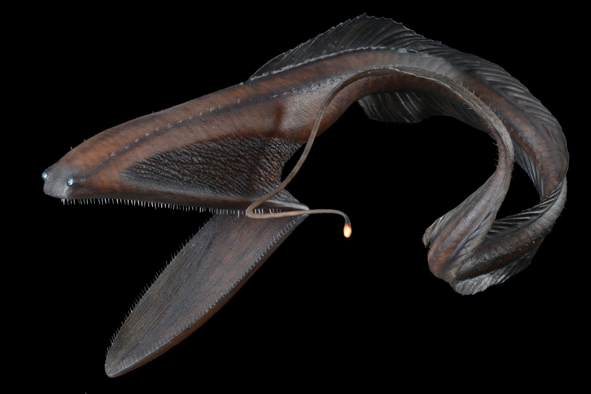 Conhea a enguia-pelicano: o 'esperma' do fundo do mar que se transforma misteriosamente