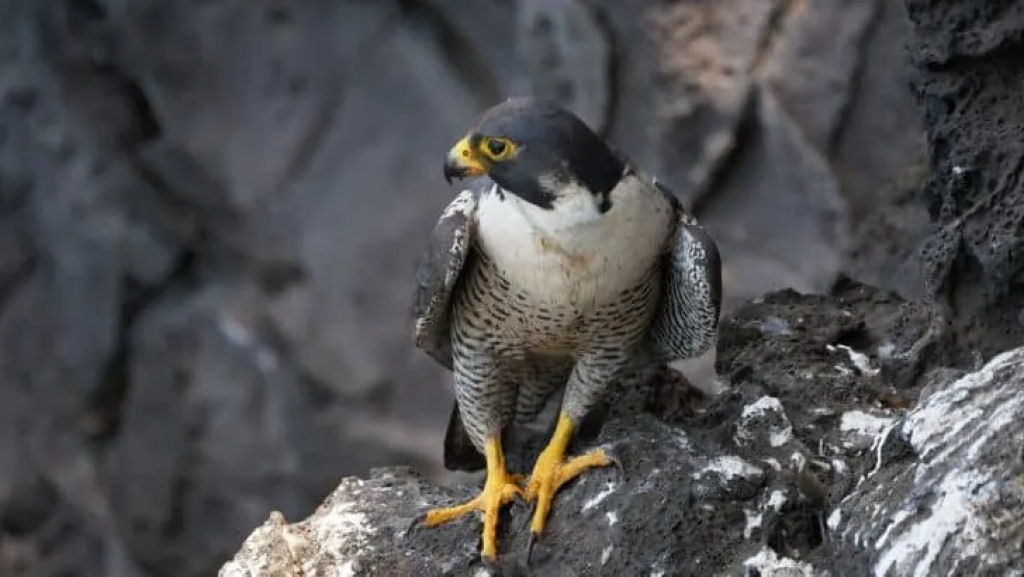 Por que o falco-peregrino  a ave mais rpida do mundo?