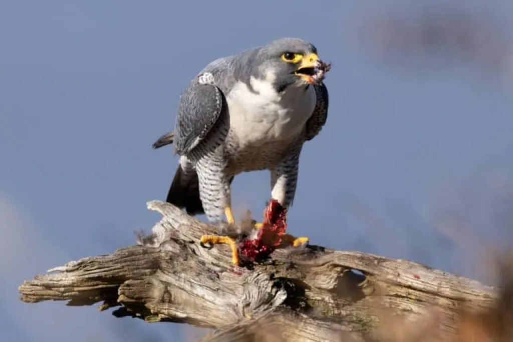 Por que o falco-peregrino  a ave mais rpida do mundo?