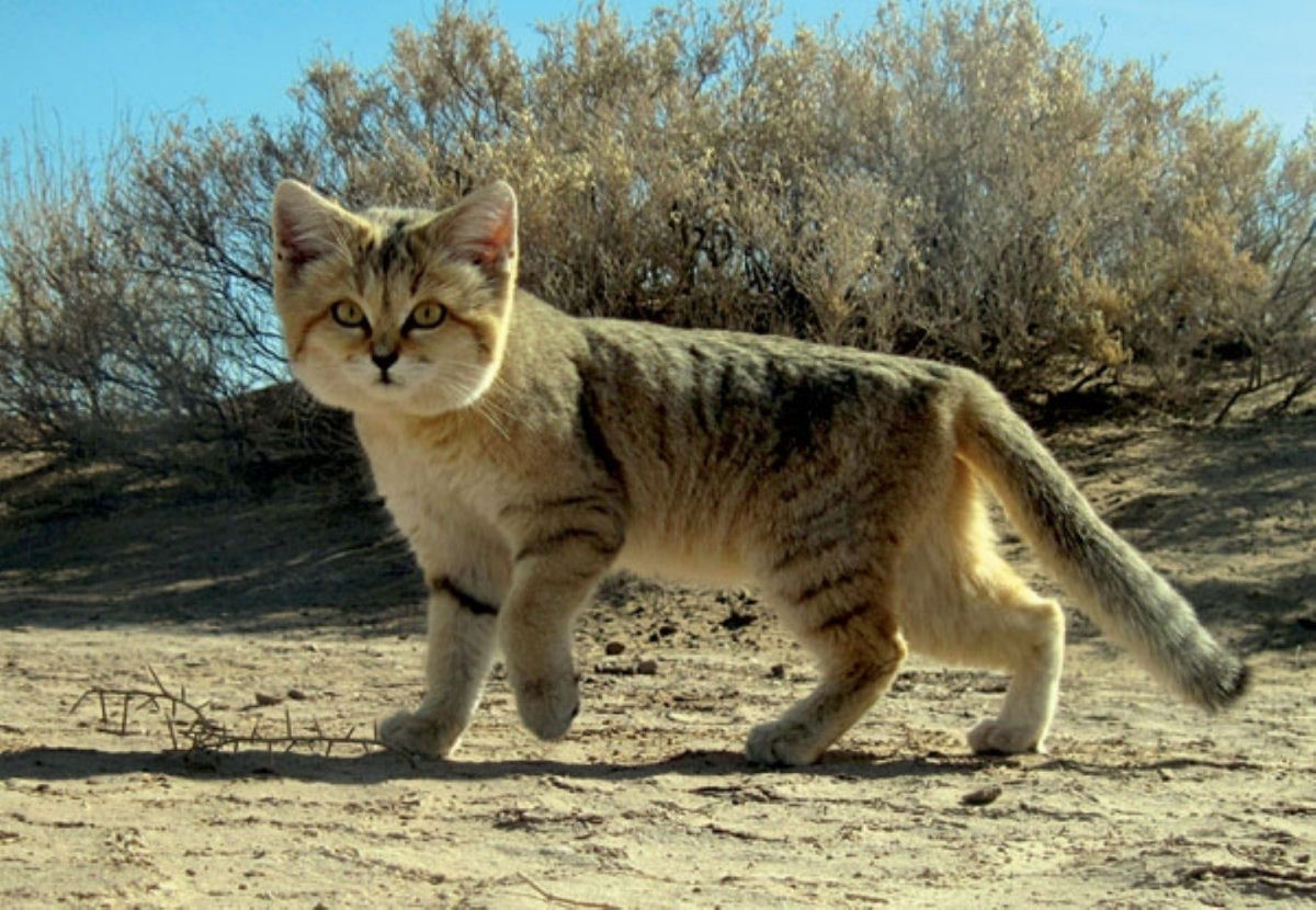 Gato-da-Areia, um felino selvagem do deserto