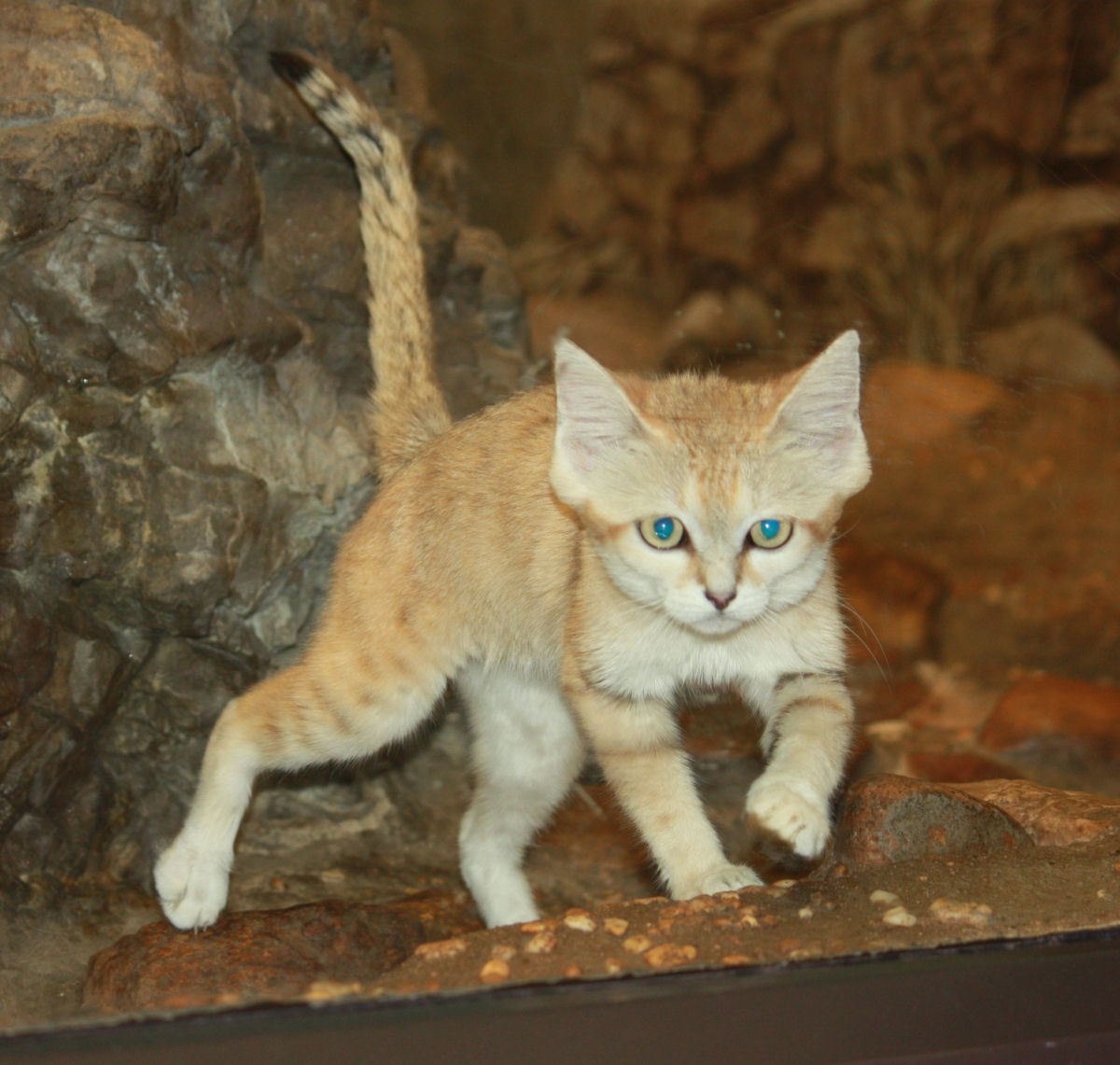 Gato-da-Areia, um felino selvagem do deserto