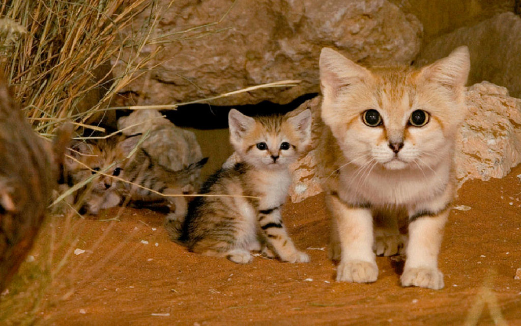 Singularidades extraordinrias de animais extraordinrios: O gato-do-deserto 01