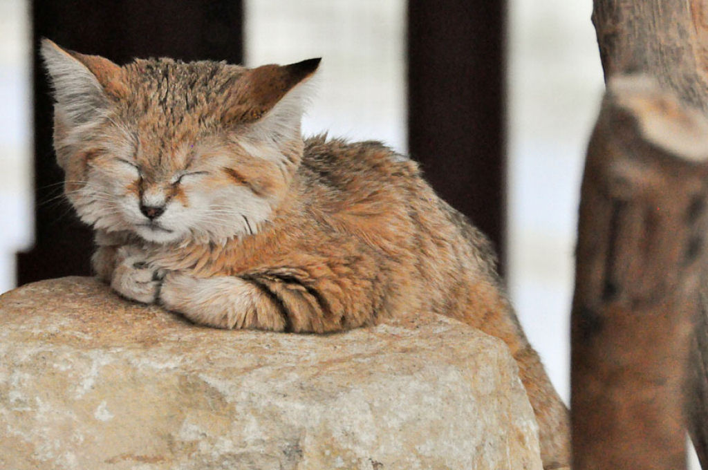 Singularidades extraordinrias de animais extraordinrios: O gato-do-deserto 02