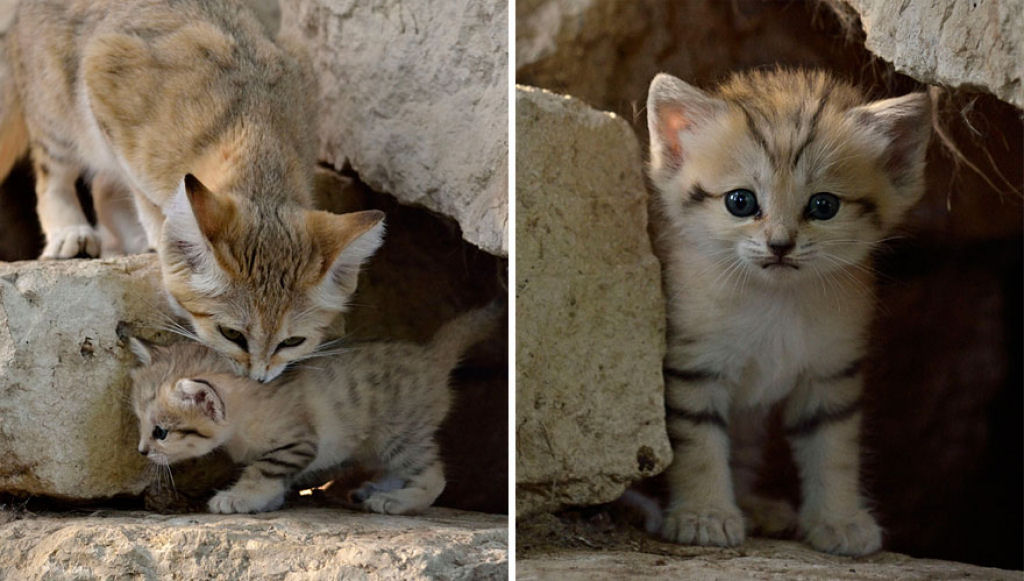 Singularidades extraordinrias de animais extraordinrios: O gato-do-deserto 04