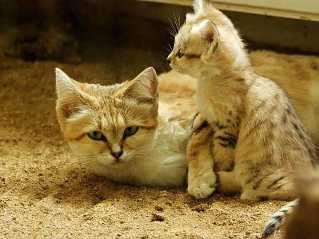 Singularidades extraordinrias de animais extraordinrios: O gato-do-deserto 06