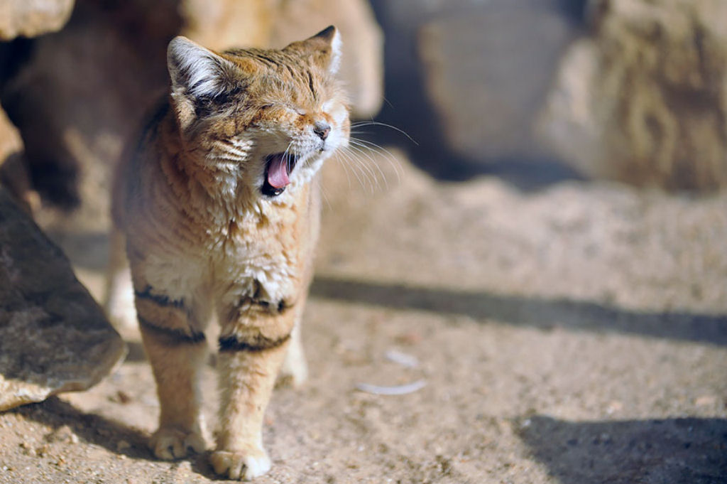 Singularidades extraordinrias de animais extraordinrios: O gato-do-deserto 07