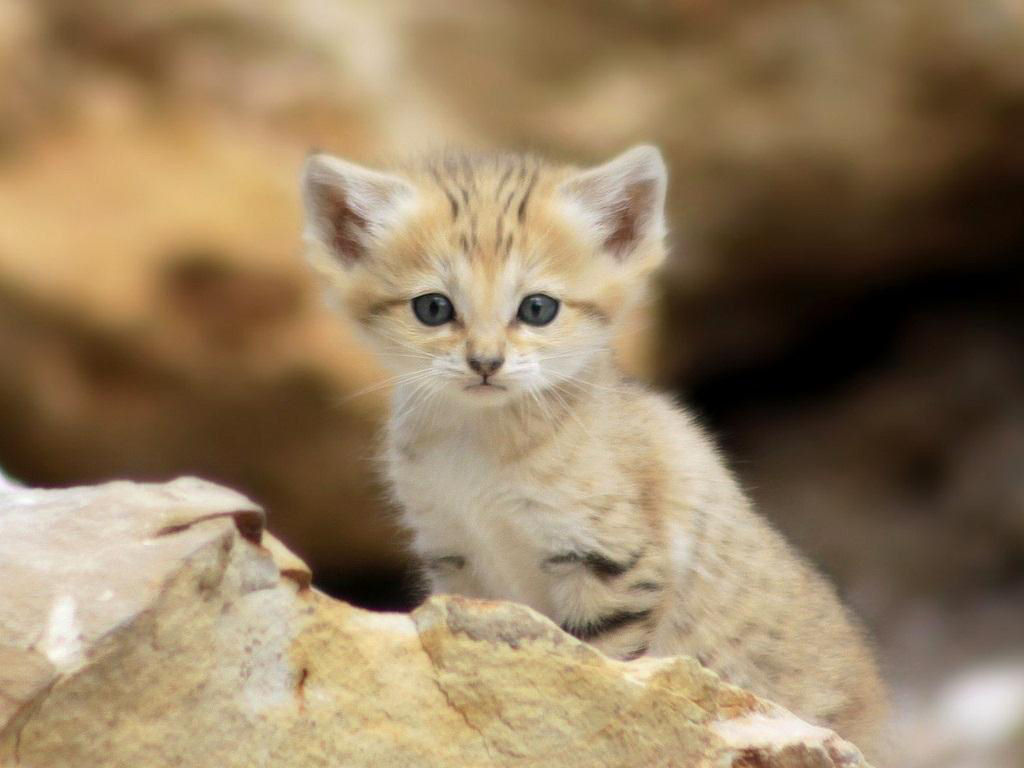 Singularidades extraordinrias de animais extraordinrios: O gato-do-deserto 11