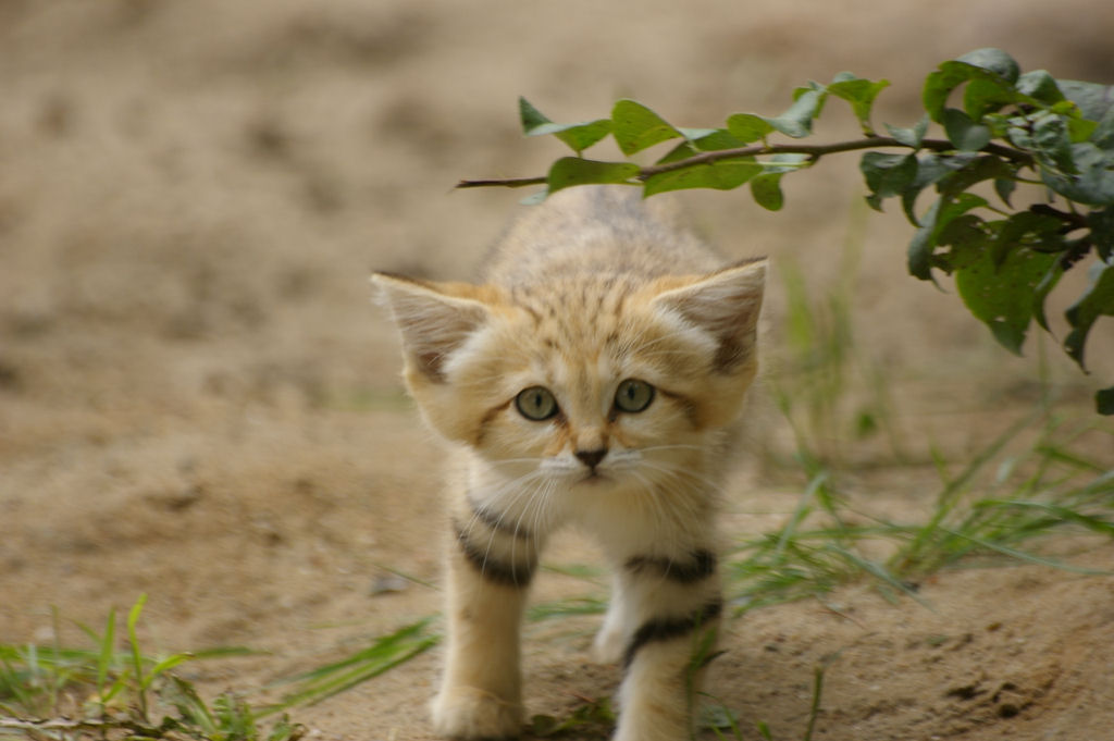 Singularidades extraordinrias de animais extraordinrios: O gato-do-deserto 14
