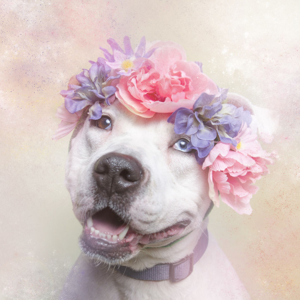 Fora das flores: pit bulls que so pura paz e amor 01