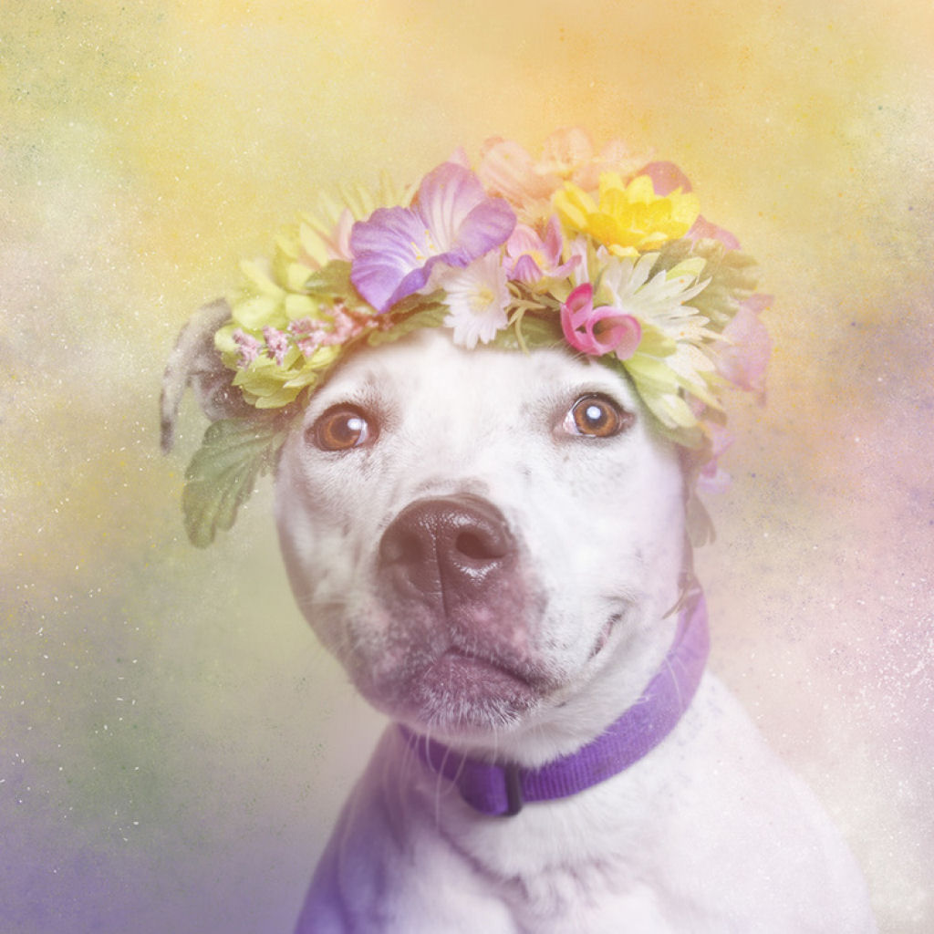 Fora das flores: pit bulls que so pura paz e amor 04