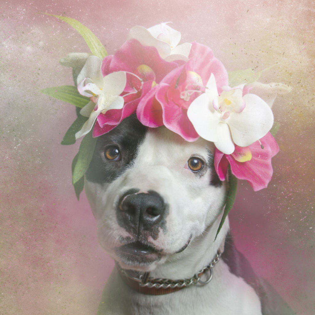 Fora das flores: pit bulls que so pura paz e amor 06
