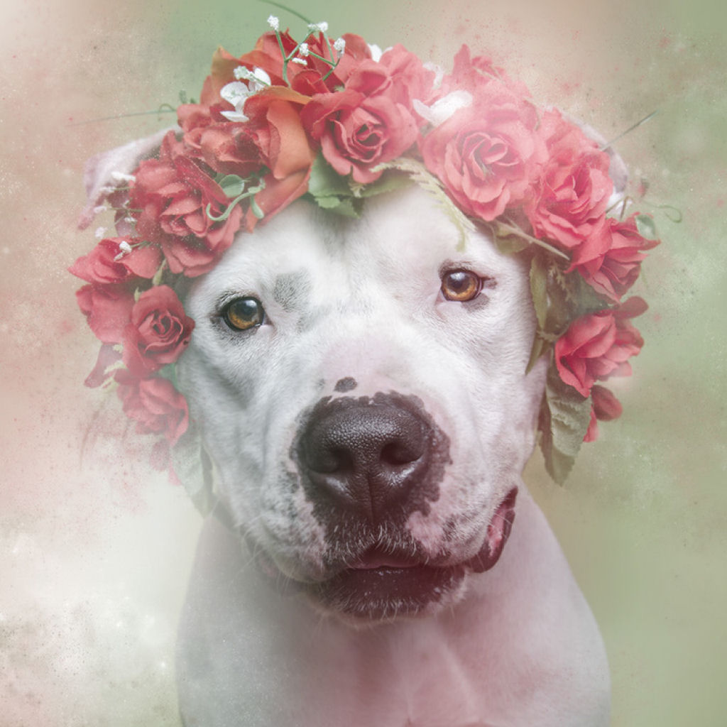Fora das flores: pit bulls que so pura paz e amor 07