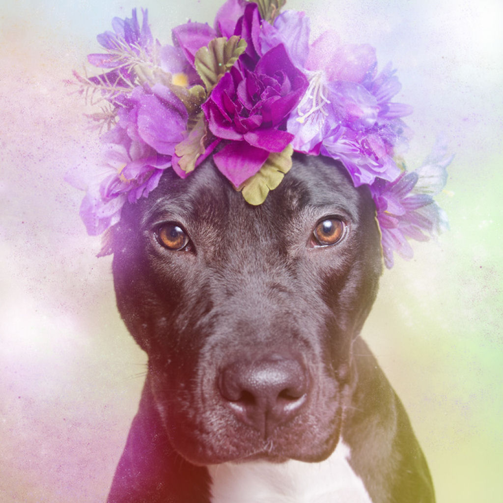 Fora das flores: pit bulls que so pura paz e amor 08