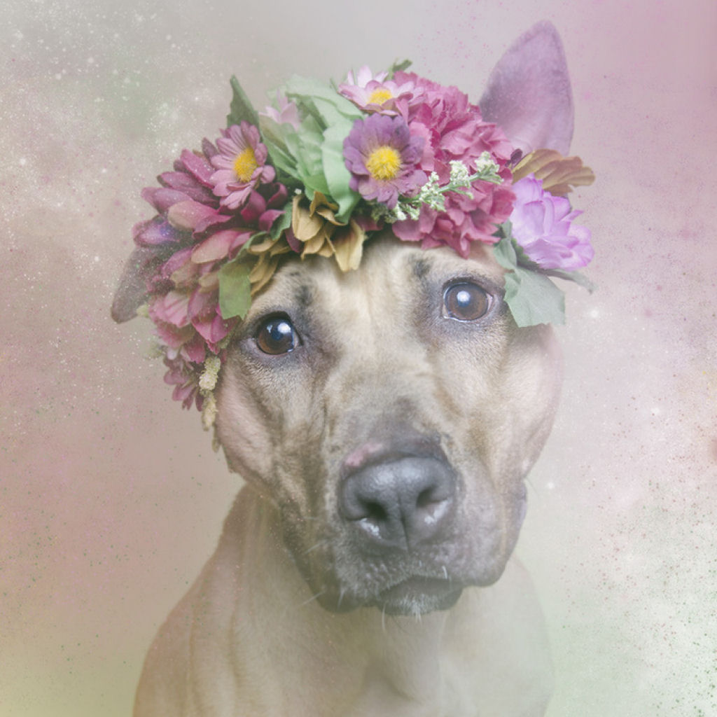 Fora das flores: pit bulls que so pura paz e amor 09