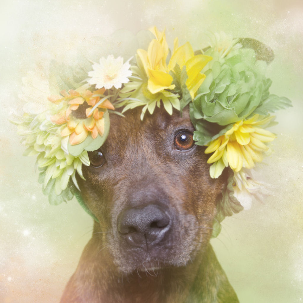 Fora das flores: pit bulls que so pura paz e amor 10