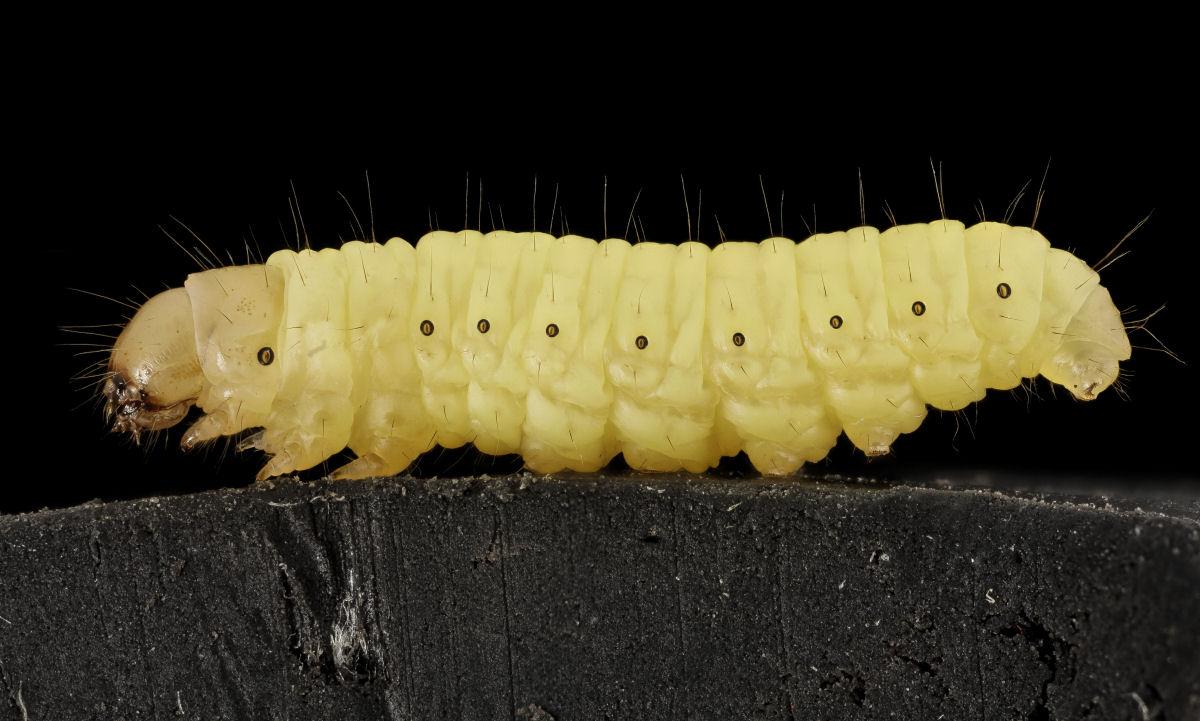 Larvas-da-cera podem degradar o plstico com sua saliva