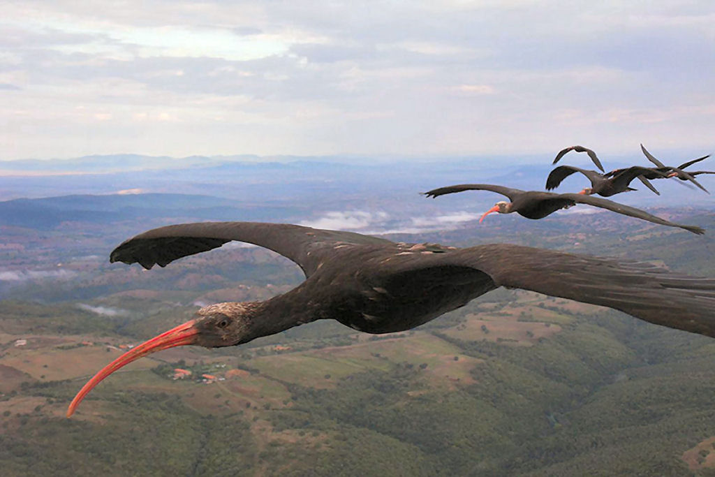 Por qual motivo as aves voam em formação em 'V'