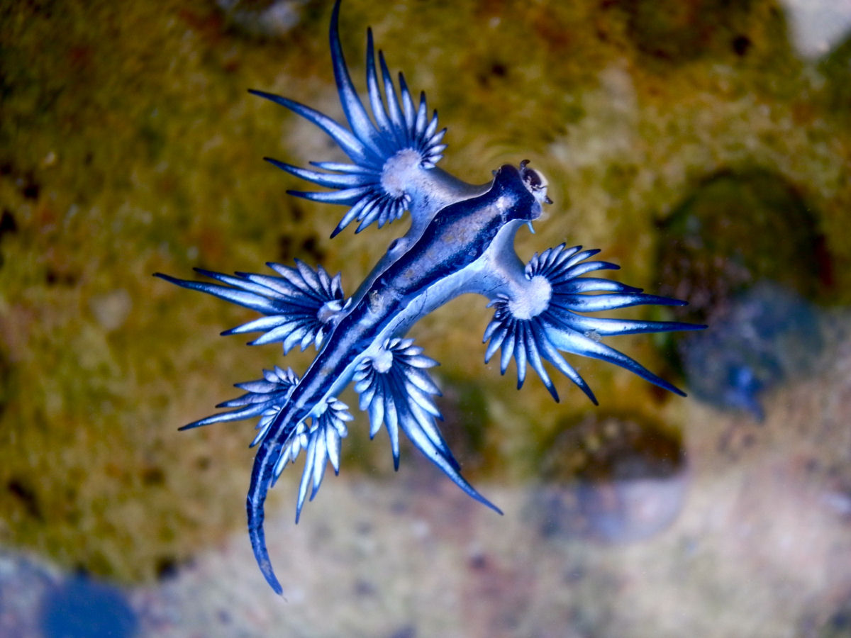Dragão-azul, a estranha espécie marinha que se alimenta de caravelas-portuguesas