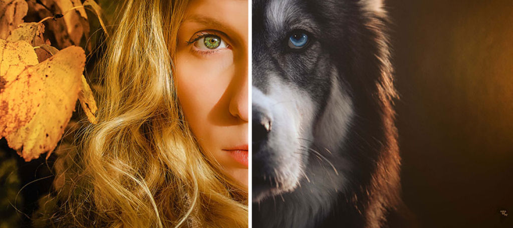 Cachinhos Dourados e o Lobo: a histria de um husky resgatado que se tornou a salvao do abuso domstico 12