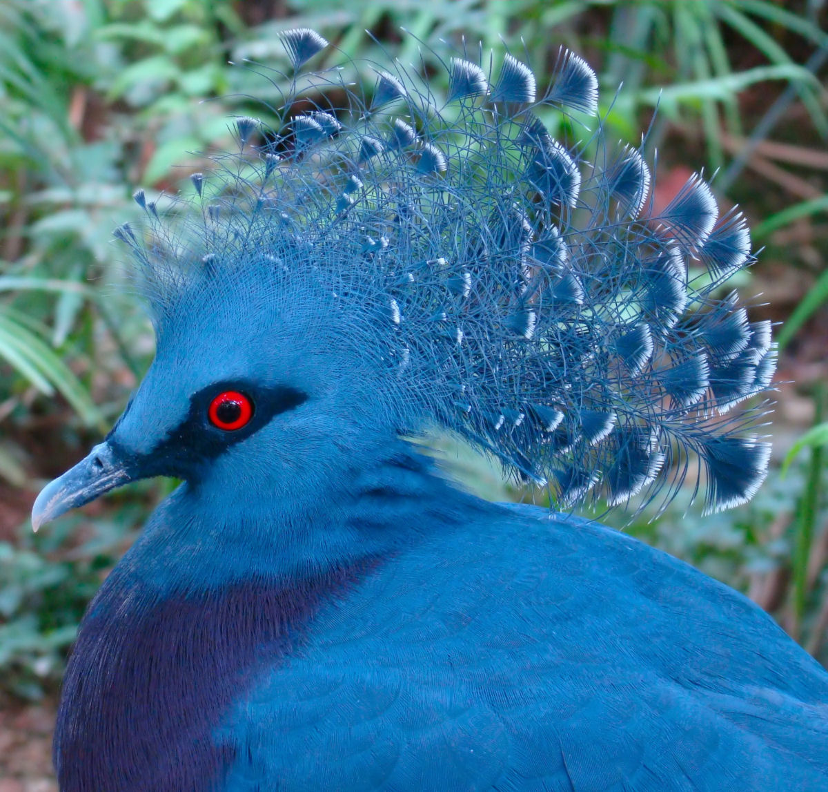 O pombo-coroado-Victoria  hoje a espcie mais rara de pombos-goura