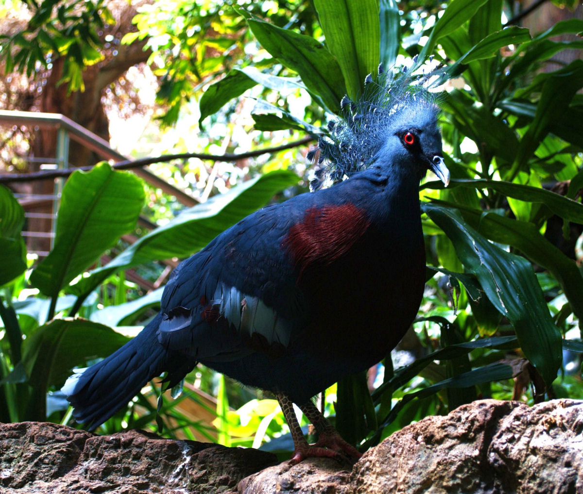 O pombo-coroado-Victoria  hoje a espcie mais rara de pombos-goura