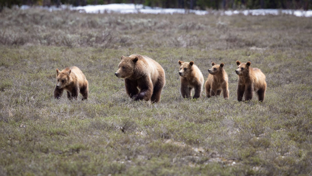 Grizzly 399: a ursa mais famosa do mundo