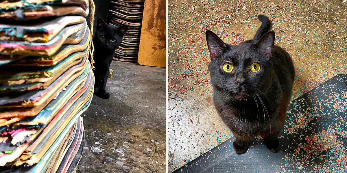 Gato preto abandonado aprende a andar de skate com seu humano marceneiro