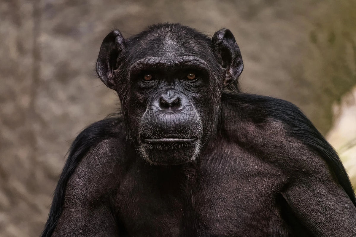 Uma Breve Histria da Guerra dos Chimpanzs de Gombe