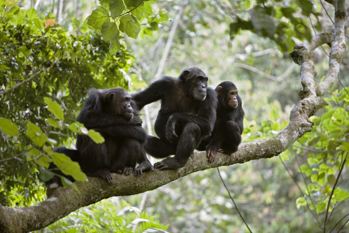 Uma Breve Histria da Guerra dos Chimpanzs de Gombe