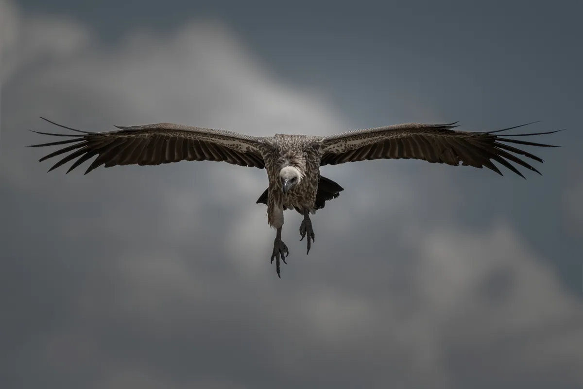 O extraordinrio abutre-de-Rppell pode voar to alto quanto um avio