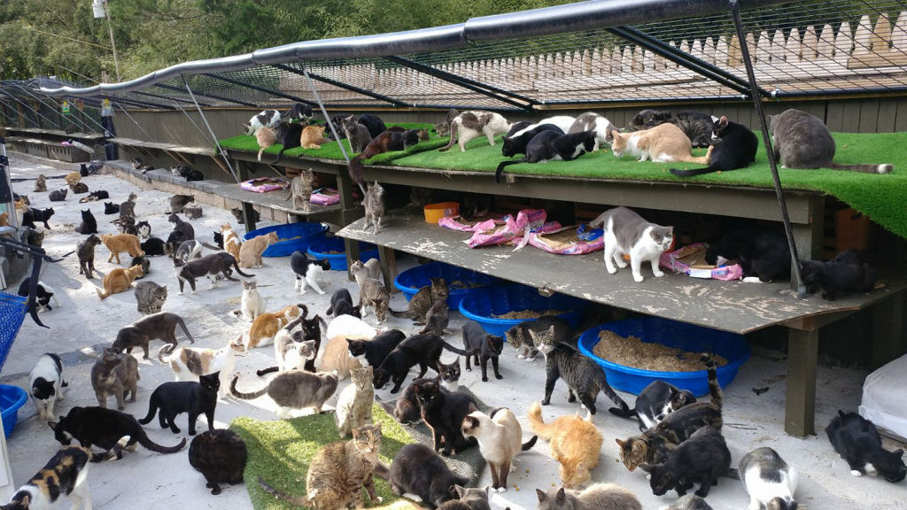 Pai enlutado transforma sua casa em um santurio para centenas de gatos 02