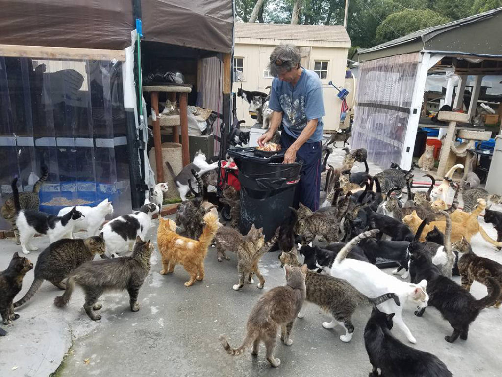 Pai enlutado transforma sua casa em um santurio para centenas de gatos 03