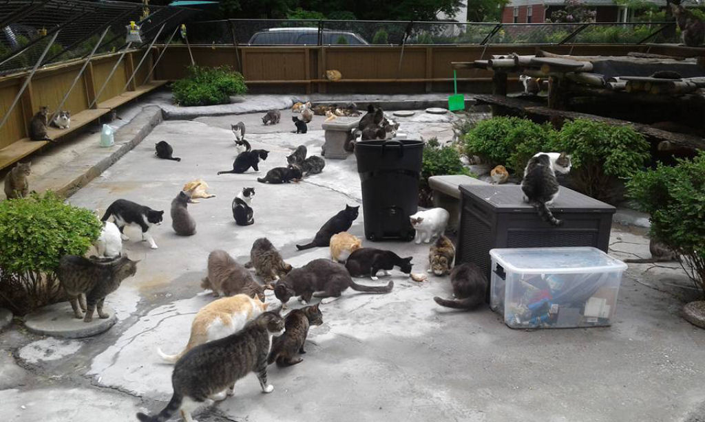 Pai enlutado transforma sua casa em um santurio para centenas de gatos 04