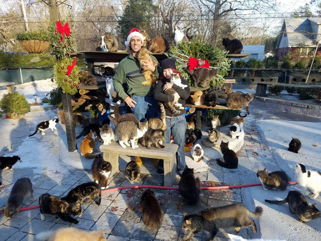 Pai enlutado transforma sua casa em um santurio para centenas de gatos 05