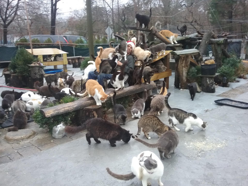 Pai enlutado transforma sua casa em um santurio para centenas de gatos 06
