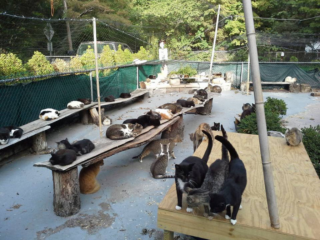 Pai enlutado transforma sua casa em um santurio para centenas de gatos 07