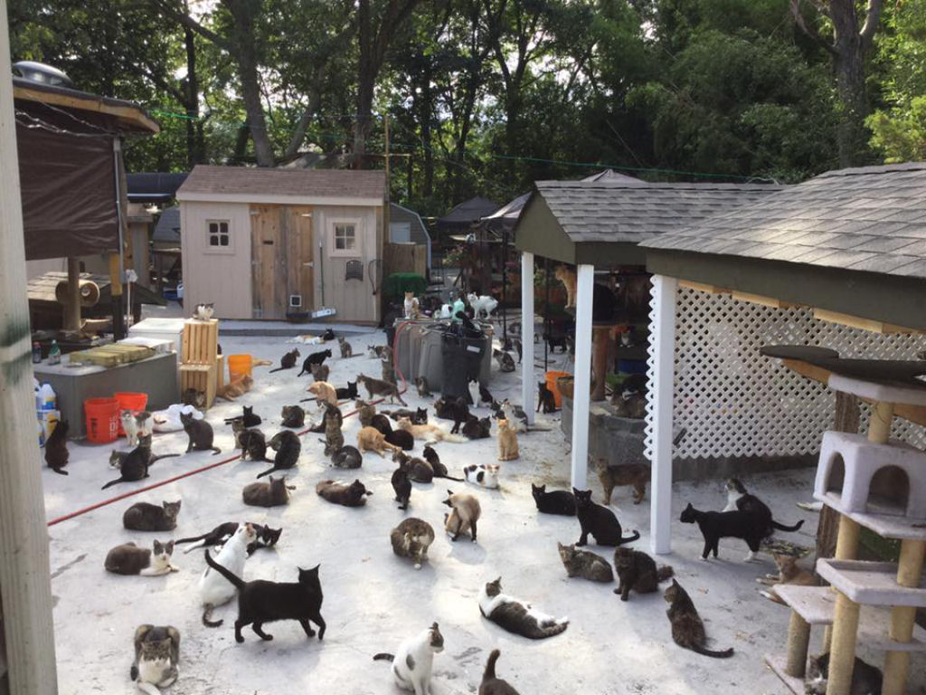 Pai enlutado transforma sua casa em um santurio para centenas de gatos 08