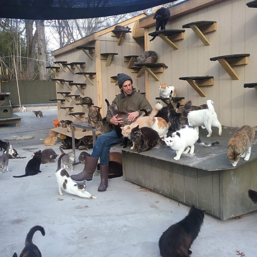 Pai enlutado transforma sua casa em um santurio para centenas de gatos 10